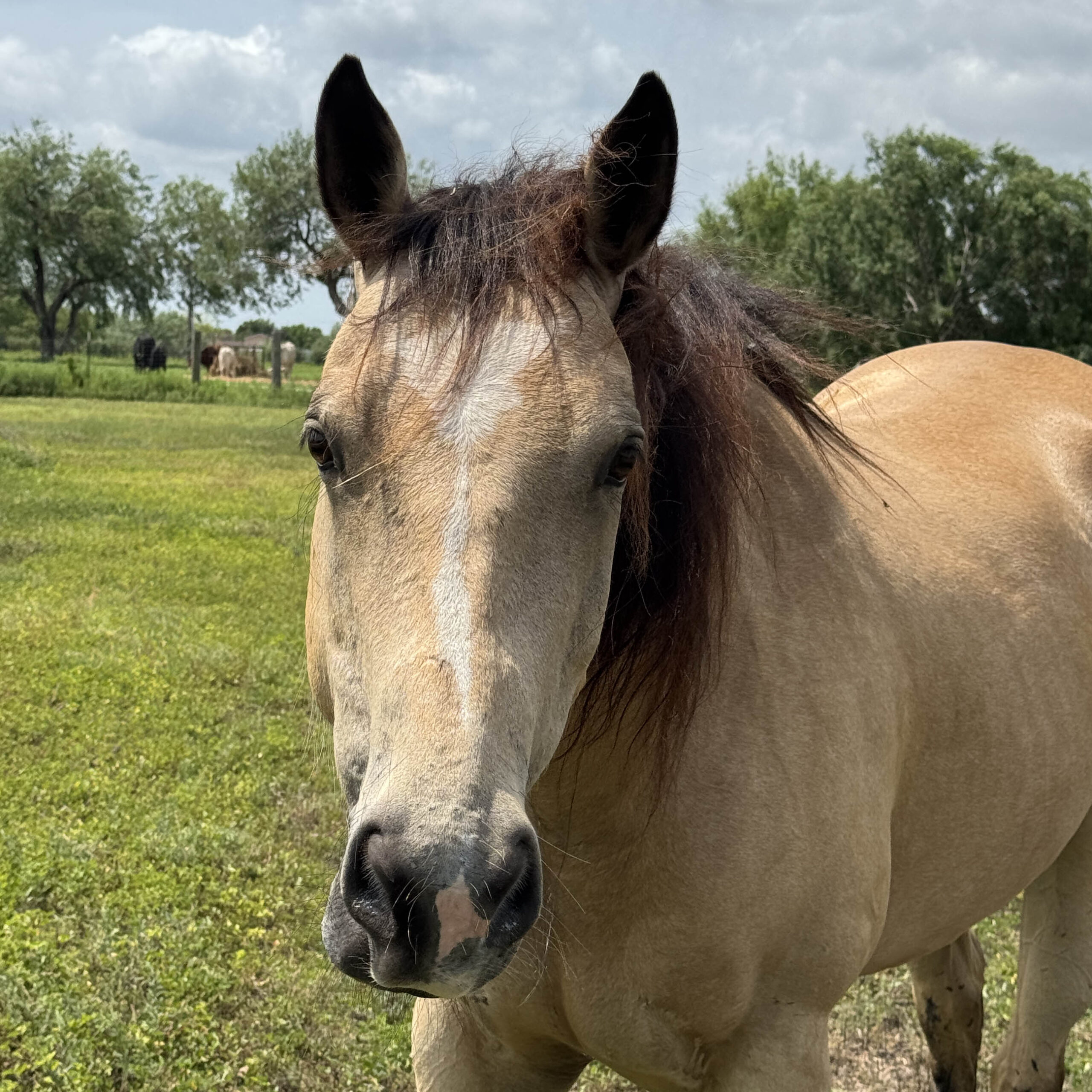 Butter the horse