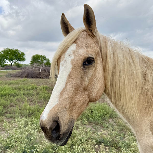 Dancer the horse