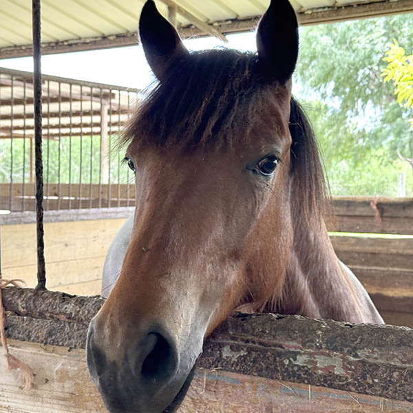 Ember the horse