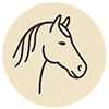 Meet the Horses