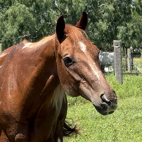 Liberty the horse