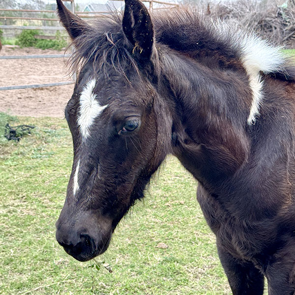 Luna the horse