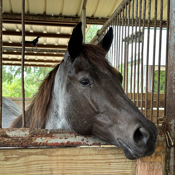 Roxy the horse
