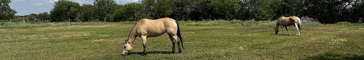 Magic Valley Horses