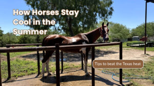 A horse is standing in the wash rack after a cooling shower. Text overlay says "How Horses Stay Cool in Summer" "Tips to beat the Texas heat"