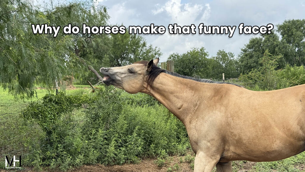 A buckskin horse displaying the Flehnen Response