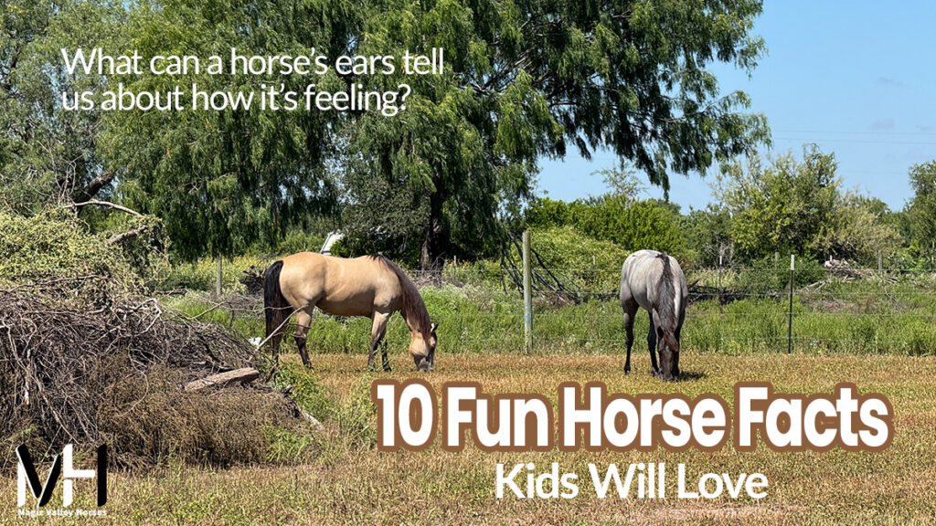 Two horses grazing in a pasture with text that says: What can a horse's ears tell us about how it's feeling? and: 10 Fun Horse Facts Kids Will Love