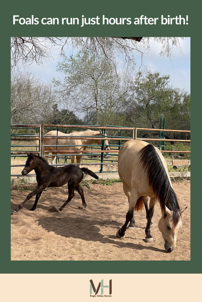 A mare and foal in the foreground with text that says: Foals can run just hours after being born!