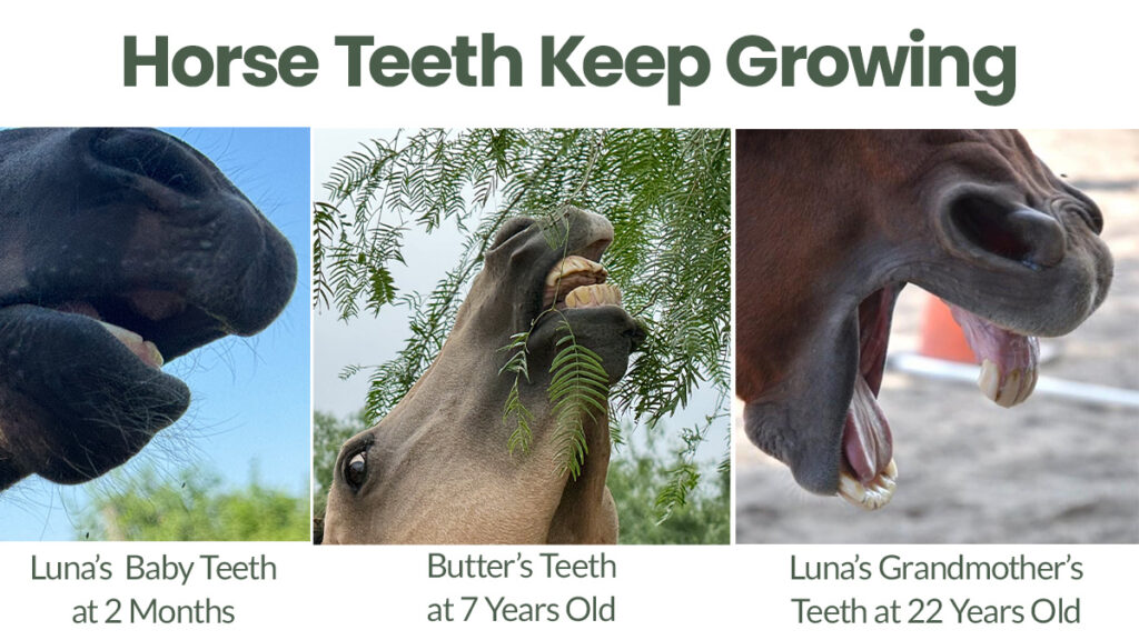 Horse teeth comparison of a foal, a seben year oald and a 22 year old