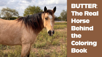 Butter with text overlay that says the real horse behind the first coloring book