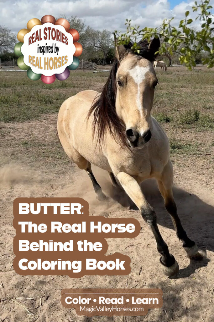 buckskin horse running with text overlay that says: Butter, the real horse behind the coloring book