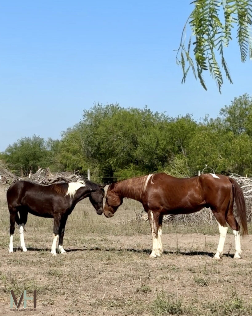 two horses nose to nose