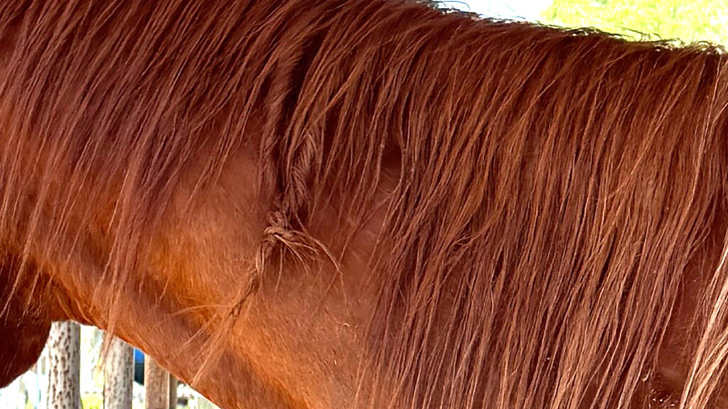 a close up of fairy knots in a horse's mane