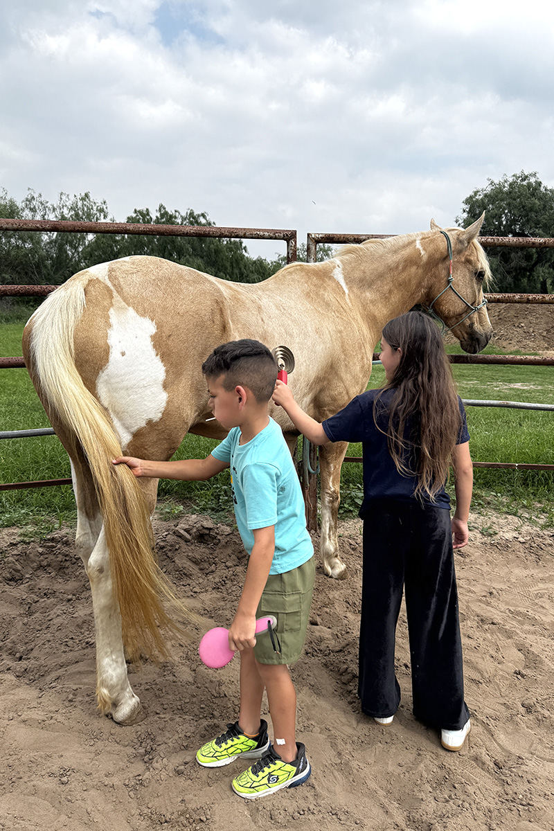 Children grooming a horse at Magic Valley Horses