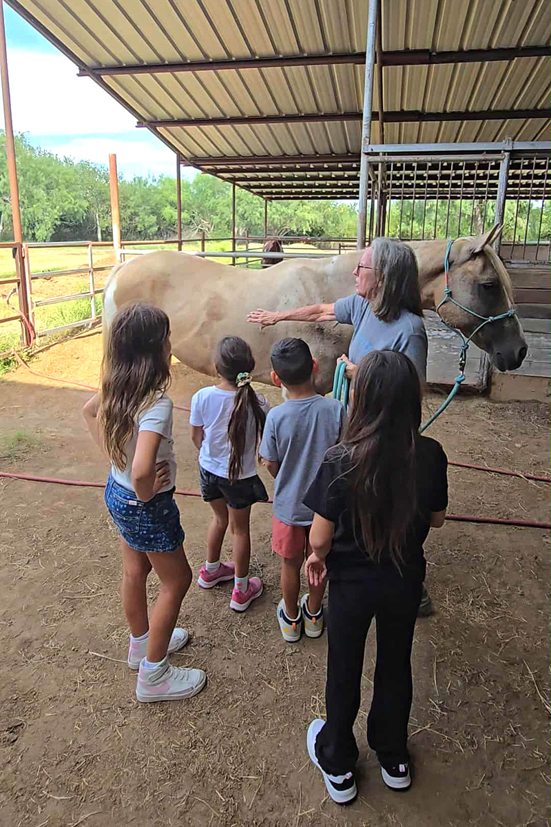 Child learning the parts of a horse